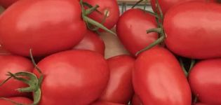 Descrizione della varietà di pomodoro Ustinya, caratteristiche di coltivazione e resa