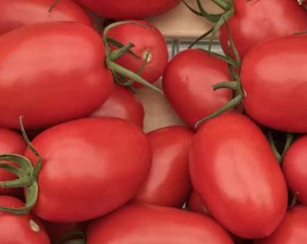 Beskrivning av Ustinya-tomatsorten, odlingsegenskaper och avkastning
