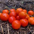 Popis odrůdy rajčete Amur bole, jeho vlastnosti a vlastnosti péče