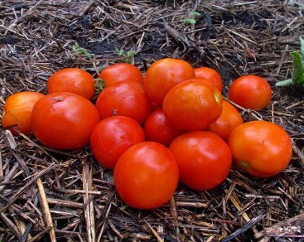 Descrizione della varietà di pomodoro Amur bole, le sue caratteristiche e le caratteristiche di cura