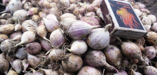 Description of the Sofievsky garlic variety, its yield and cultivation