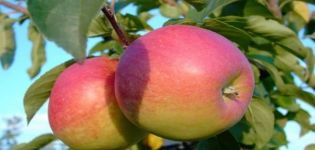 Beskrivelse af æblevariet Pamyat Syubarova og anbefalede dyrkningsregioner