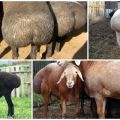 Descripción de los carneros de cola gruesa y cómo aparecieron, las 5 principales razas y sus características.