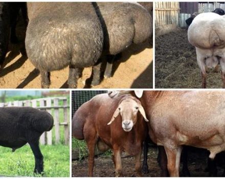 Descrierea oilor cu coada grasă și modul în care au apărut, rasele de top 5 și caracteristicile lor