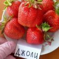 Description and characteristics of the Jolie strawberry variety, cultivation and reproduction