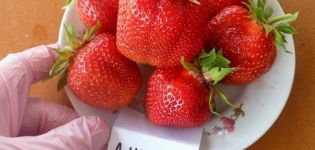 Beskrivelse og karakteristika for Jolie jordbærsorten, dyrkning og reproduktion