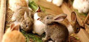 คุณสามารถเอากระต่ายออกจากกระต่ายได้เมื่อไหร่และอายุเท่าไหร่และกฎต่างๆ