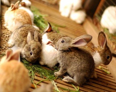 Wanneer en op welke leeftijd kun je konijnen uit het konijn halen en de regels