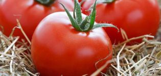 Le migliori varietà di pomodori alti per terreni aperti e caratteristiche di coltivazione