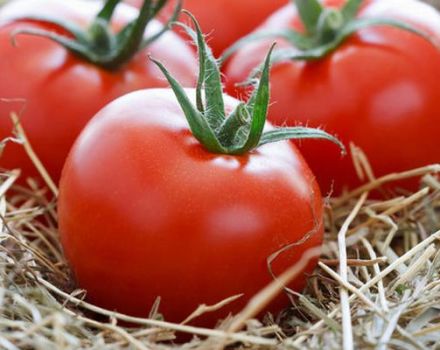 Açık zemin ve yetiştirme özellikleri için en iyi uzun boylu domates çeşitleri