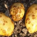 Descrizione e trattamento della crosta di patate (rizoctonia), moderne misure di controllo