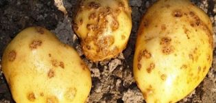 Patates kabuğunun (rizoktoni) tanımı ve tedavisi, modern kontrol önlemleri