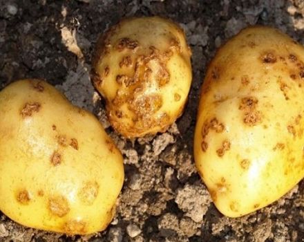 Descrizione e trattamento della crosta di patate (rizoctonia), moderne misure di controllo