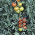 Kuvaus tomaattilajikkeesta Nadezhda ja sen saannosta