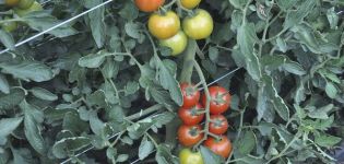 Pomidorų veislės Nadezhda ir jos derliaus aprašymas