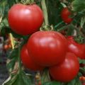 Strega tomātu šķirnes apraksts, tās īpašības un produktivitāte