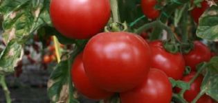 Strega domates çeşidinin tanımı, özellikleri ve verimliliği