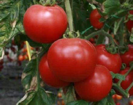 Beskrivelse af Strega-tomatsorten, dens egenskaber og produktivitet