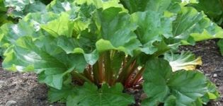 Planting, growing and caring for rhubarb outdoors, when to harvest and how to propagate