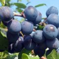 16 receptes per cuinar delicioses prunes per a l’hivern