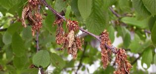 Zašto se plodovi trešnje pocrvene i osuše na drvetu i što treba učiniti