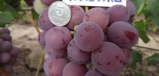 Opis sorte grožđa Nizin i njegove karakteristike, prednosti i nedostaci