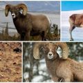 El nombre de las ovejas de la montaña y su apariencia, dónde viven y qué comen