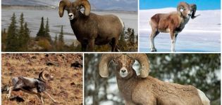 El nombre de las ovejas de la montaña y su apariencia, dónde viven y qué comen
