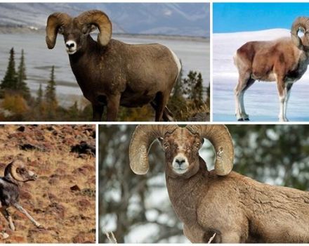 The name of mountain sheep and what they look like, where they live and what they eat