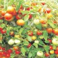 Description of tomato variety Ampelny mix, features of cultivation and care