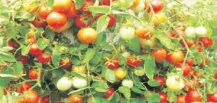 Opis odrody paradajok Ampelny mix, vlastnosti pestovania a starostlivosti