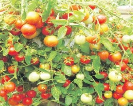 Beschrijving van het tomatenras Ampelny-mengsel, kenmerken van teelt en verzorging