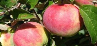 Опис сорте јабуке Толунаи и карактеристике отпорности на мраз и приноса