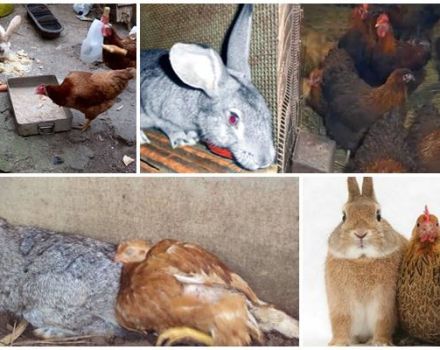 Conigli e galline possono essere tenuti nella stessa stanza, pro e contro