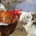 Què cal fer si els pollastres picaven la sang, les causes i el tractament del canibalisme