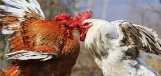 Mitä tehdä, jos kanat kukistavat toisiaan verestä, kannibalismin syistä ja hoidosta