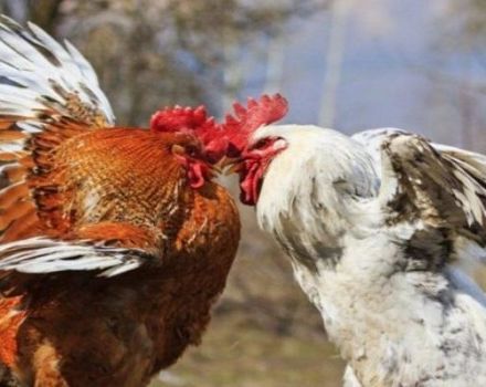 Mitä tehdä, jos kanat kukistavat toisiaan verestä, kannibalismin syistä ja hoidosta