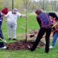 How to feed a young and adult apple tree in spring, summer and autumn during ripening and fruiting