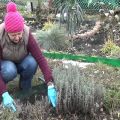 Příprava levandule na zimu v moskevském regionu a jak nejlépe pokrýt rostlinu