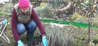 Lavenderin valmistelu talvehtimiseen Moskovan alueella ja miten kasvi peitetään parhaiten