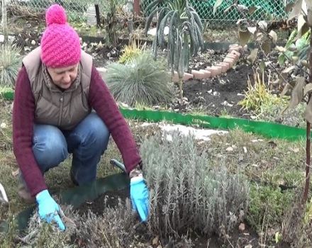 Lavendel voorbereiden op overwintering in de regio Moskou en hoe de plant het beste kan worden bedekt
