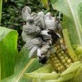 Opis i liječenje bolesti i štetočina kukuruza, mjere za borbu protiv njih