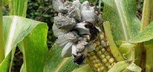 Opis i liječenje bolesti i štetočina kukuruza, mjere za borbu protiv njih