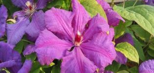 Description and characteristics of Zhakman clematis, planting and care rules