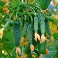 Revisió de les millors varietats de cogombre autopolinitzat per a hivernacle i camp obert