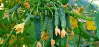 Review of the best self-pollinated cucumber varieties for the greenhouse and open field