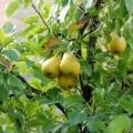 Planting, growing and caring for pears in the open field