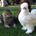 Opisi i karakteristike rijetkih pasmina kokoši, pravila za držanje elitnih ptica