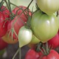 Caratteristiche e descrizione della varietà di pomodoro Raspberry Empire, la sua resa
