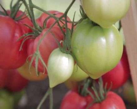 Kenmerken en beschrijving van het tomatenras Raspberry Empire, de opbrengst